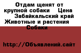 Отдам щенят от крупной собаки  › Цена ­ 1 - Забайкальский край Животные и растения » Собаки   